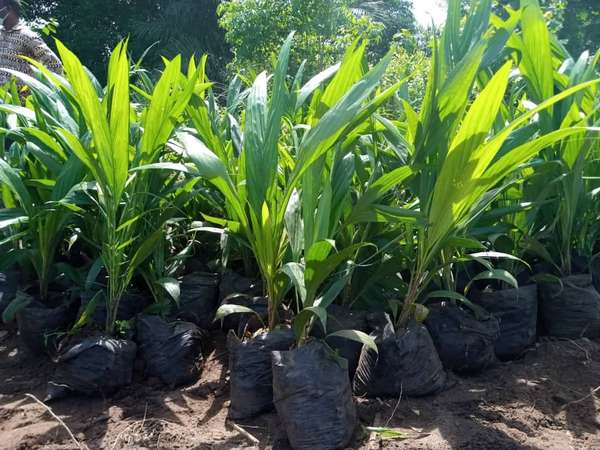 Relance du palmier à huile au Bénin : Le Ministre DOSSOUHOUI lance la campagne de plantation