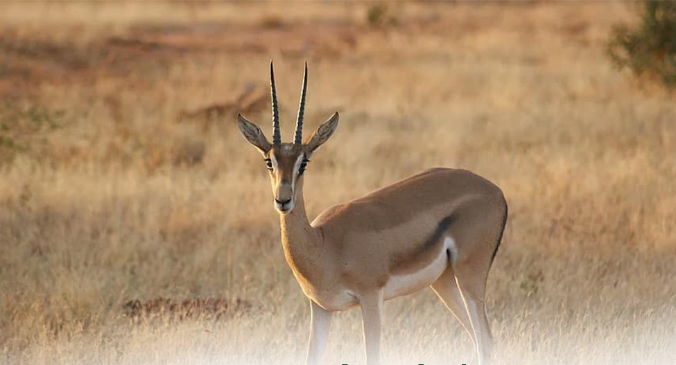 Destination Bénin : AGBANGNIZOUN, terre bénie des antilopes.