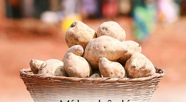 Destination Benin : Bonou, mine touristique et cultuelle en pays wémè, au cœur de l'univers des forêts et des singes à ventre roux