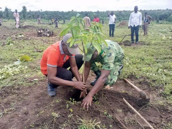 Campagne de plantation de manguiers de variétés Kent et Amélie : Le Bénin vise plus de 22 mille tonnes de production annuelle