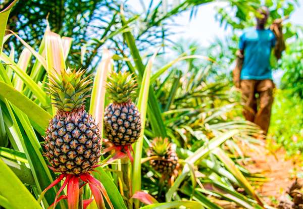 Destination Bénin : Tori-Bossito, un potentiel agro-culturel sur un air de centre aéré