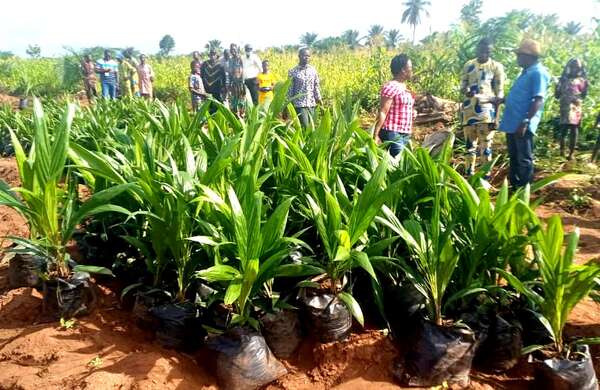 Campagne de plantation de palmier à huile sélectionné : 1.750.000 plants dont 125.000 subventionnés au profit des producteurs