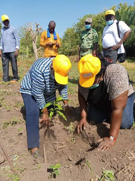 Agence Territoriale de Développement Agricole (ATDA) Pôle 5 : Lancement de la campagne de plantation de manguiers de variétés Kent et Amélie