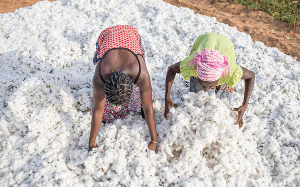 Évolution de la production du coton ces 10 dernières années au Bénin