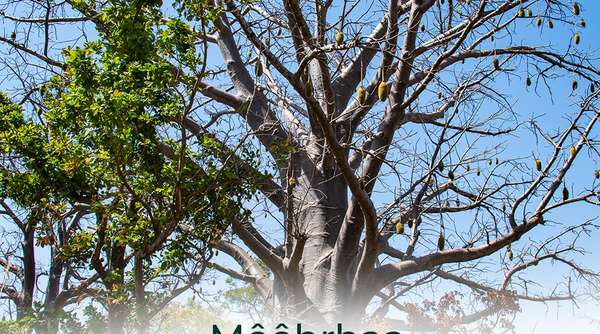 Destination Bénin : OUAKÉ, Cité des BAOBABS, TERRE DES VAINQUEURS, RÉPUTÉE POUR LA « KAMOU », FETE DE LA CHICOTTE