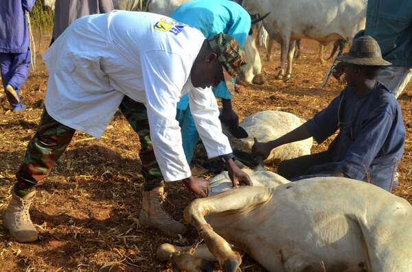 Armée-Nation : Une nouvelle dynamique s'instaure grâce à l’appui vétérinaire aux éleveurs de Malanville